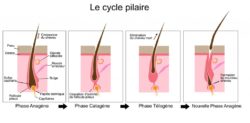 LE CYCLE PILAIRE, COMMENT CA MARCHE ? ~ KemetCare Concept